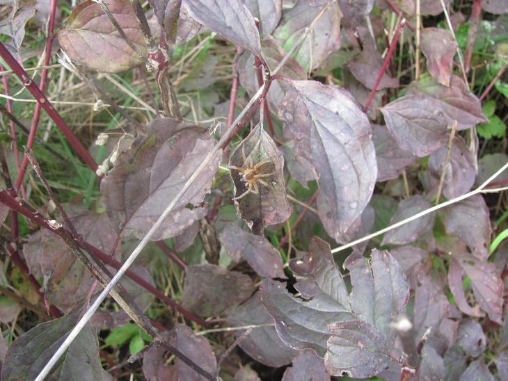 Dolomedes cfr. plantarius  - Sostegno (BI)